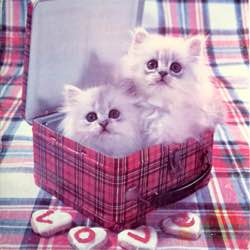 animals cats